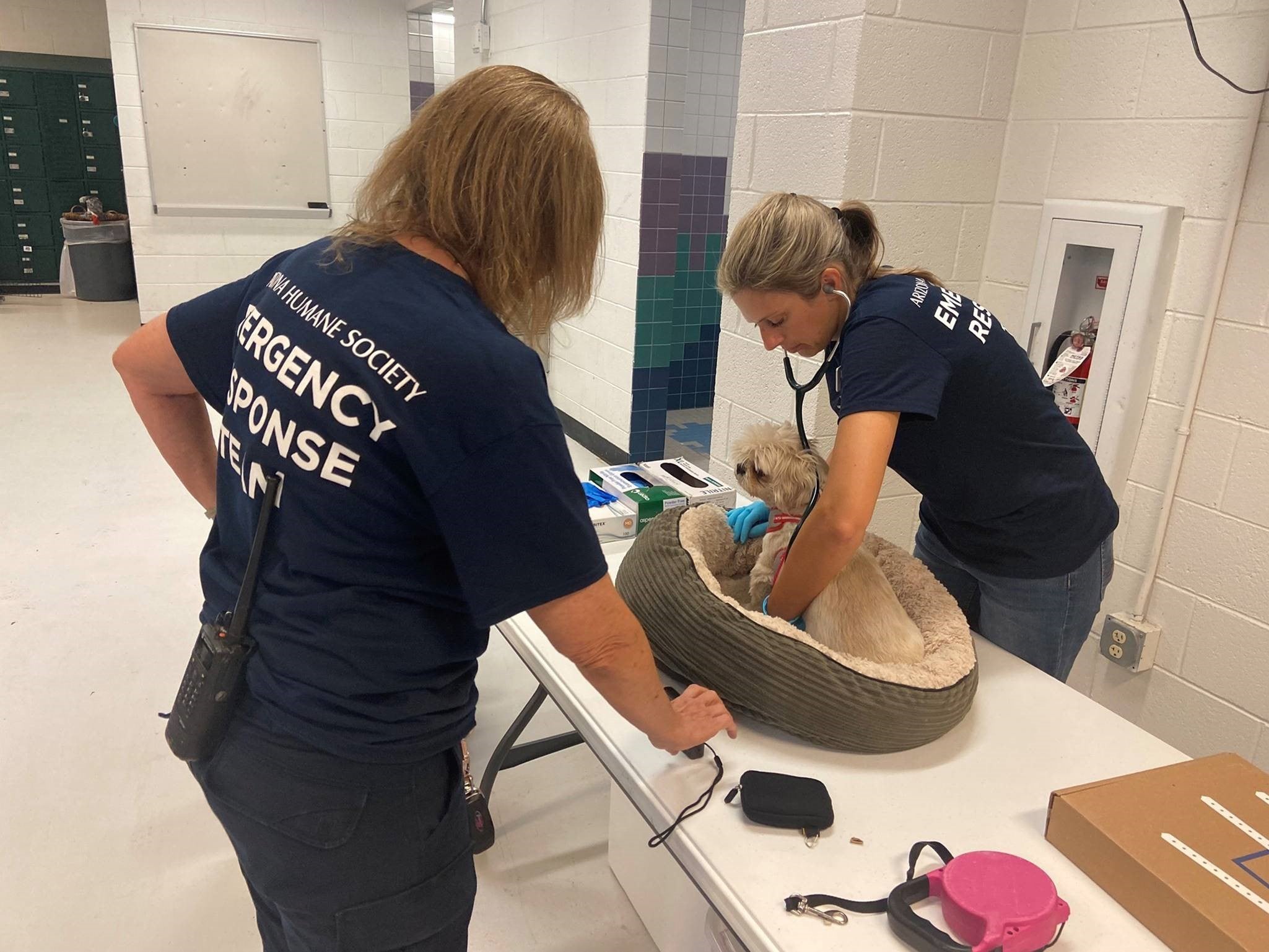 Keeping Busy on a Rainy Day - Humane Society of Northeast Georgia