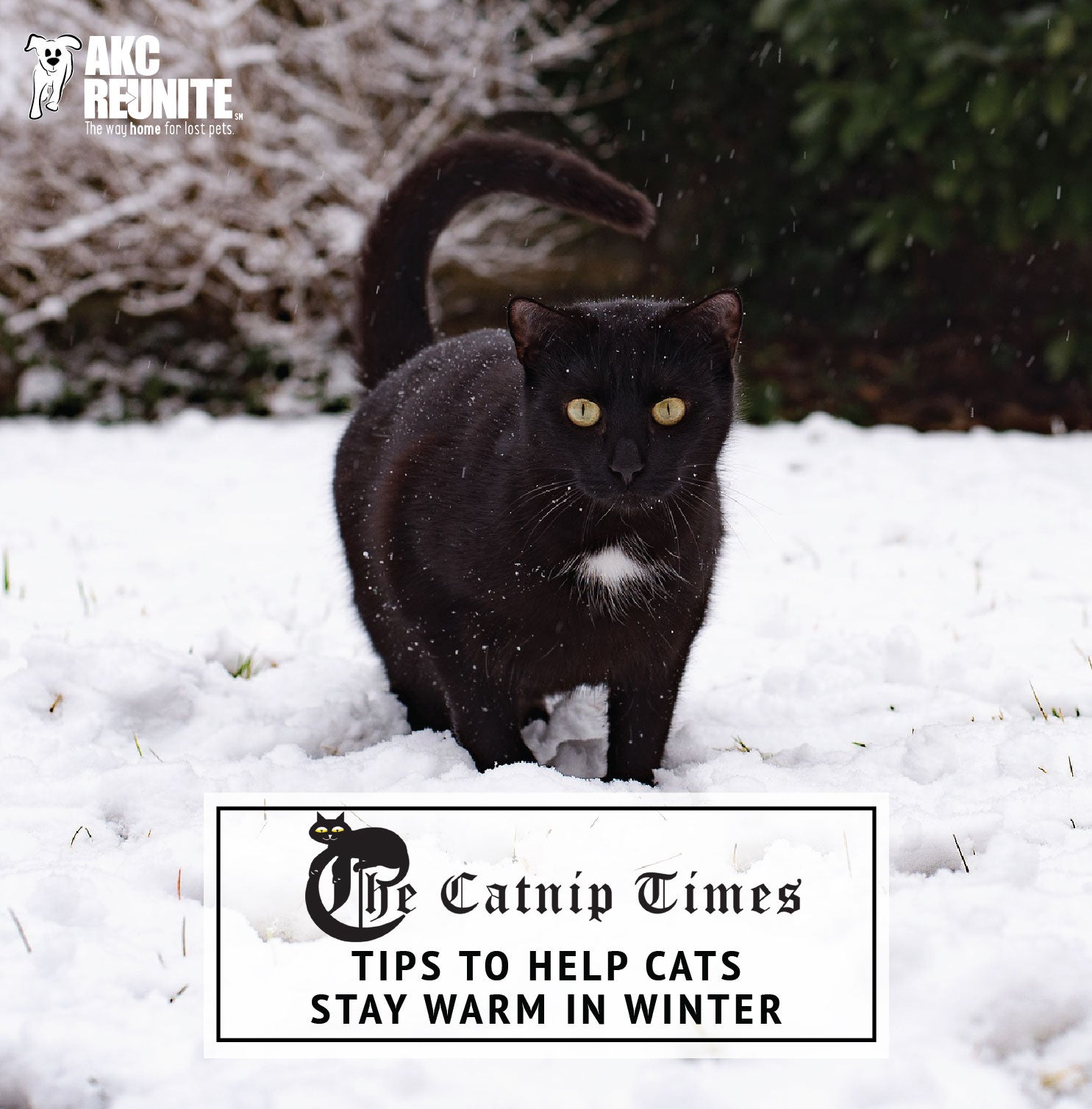 Premium Photo  A cat in a winter coat