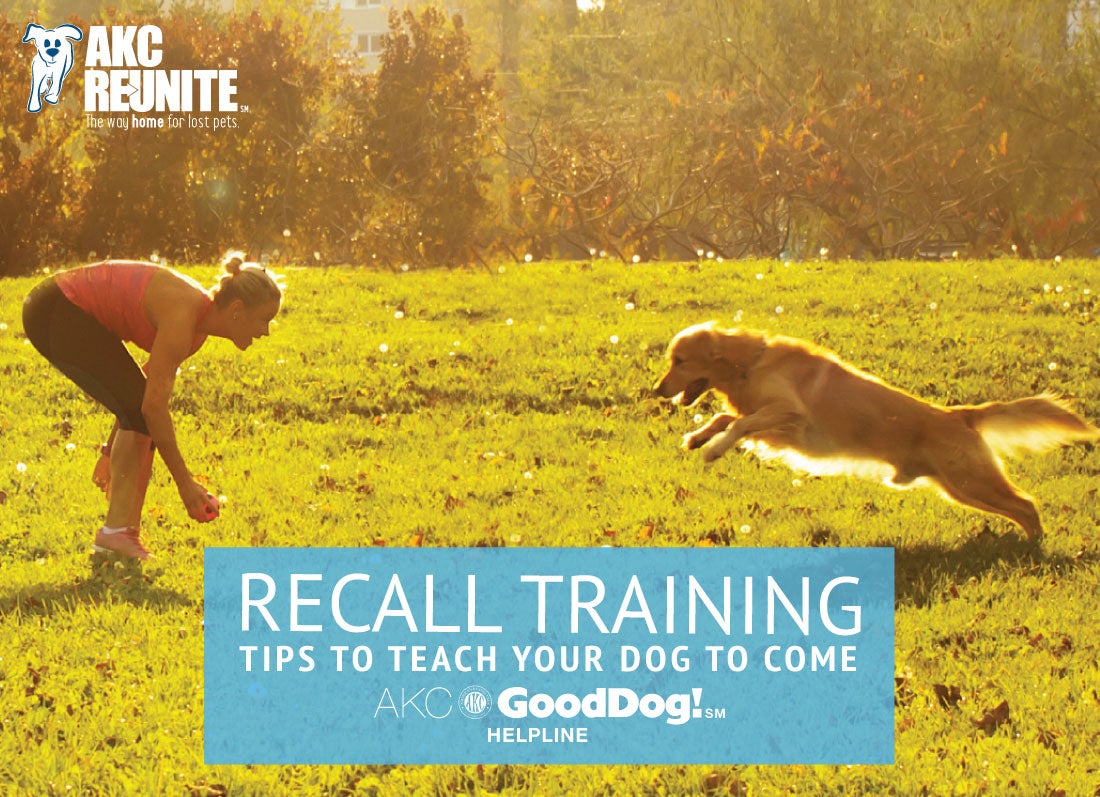dog training come