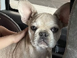 french bulldogs for sale in tallahassee florida