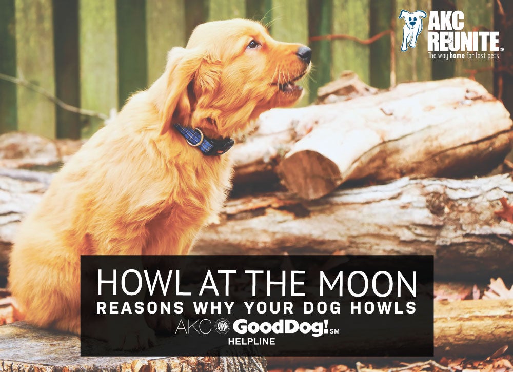 Howl At The Moon Reasons Why Dogs Howl