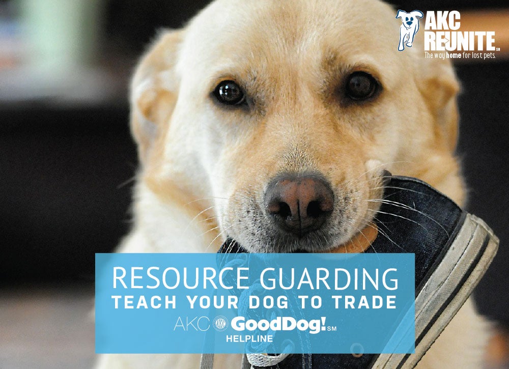 How to stop your dog resource guarding food and toys